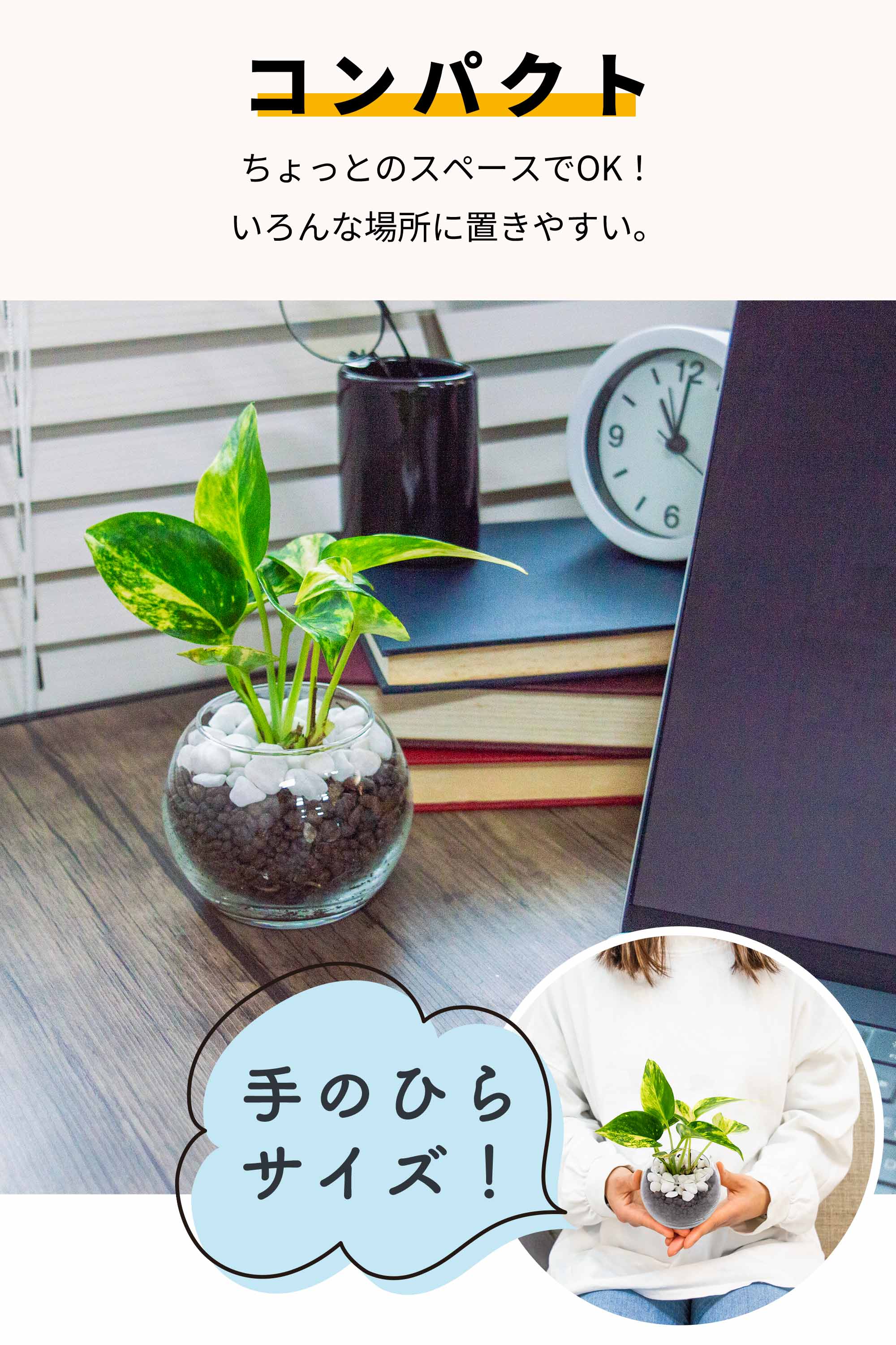 ゴールデンポトス ハイドロカルチャー – miipas