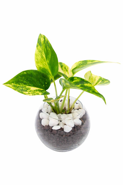 ゴールデンポトス ハイドロカルチャー – miipas