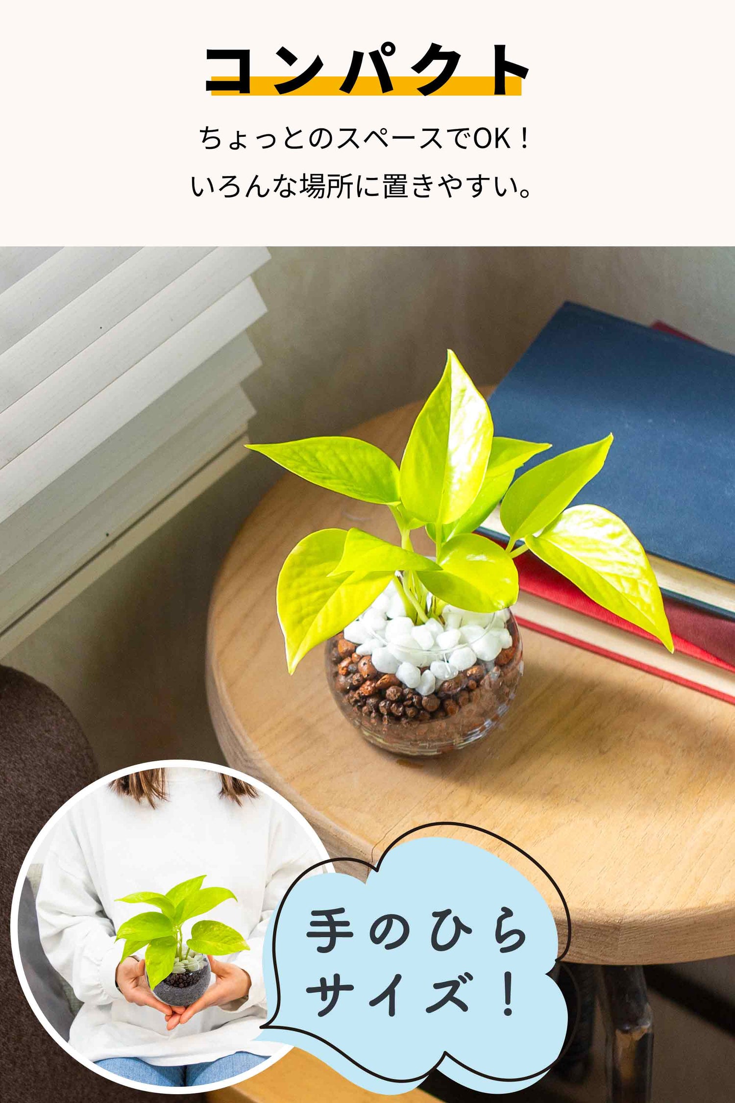 ＜数量限定復活＞ポトスライム ハイドロカルチャー