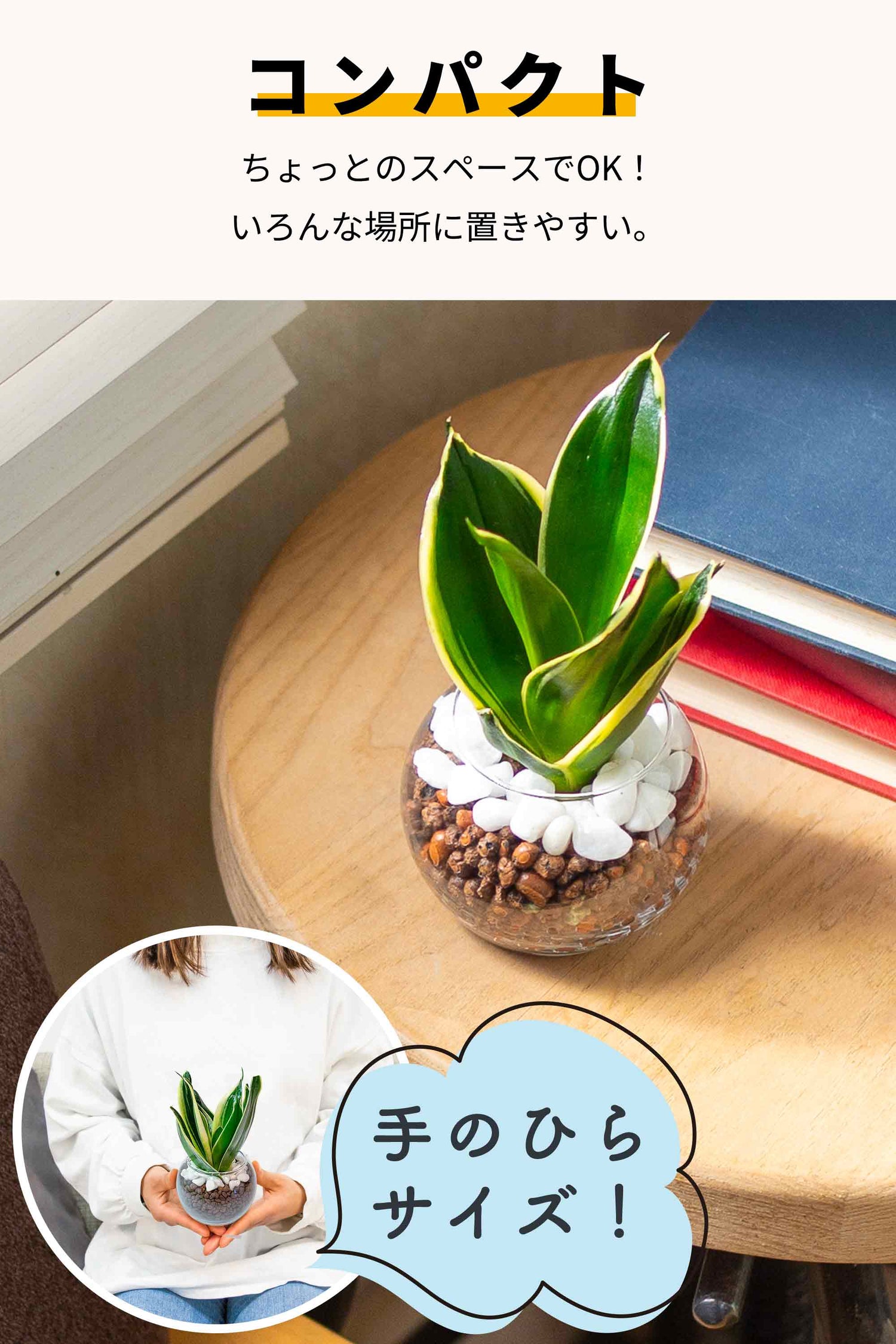 サンスベリア ハニーバニー ハイドロカルチャー