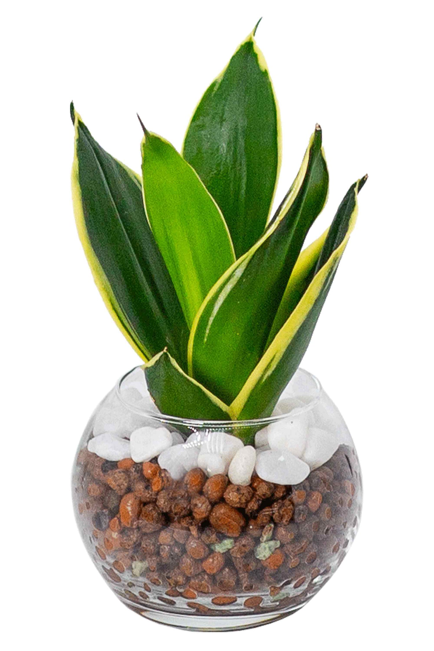 サンスベリア ハニーバニー ハイドロカルチャー