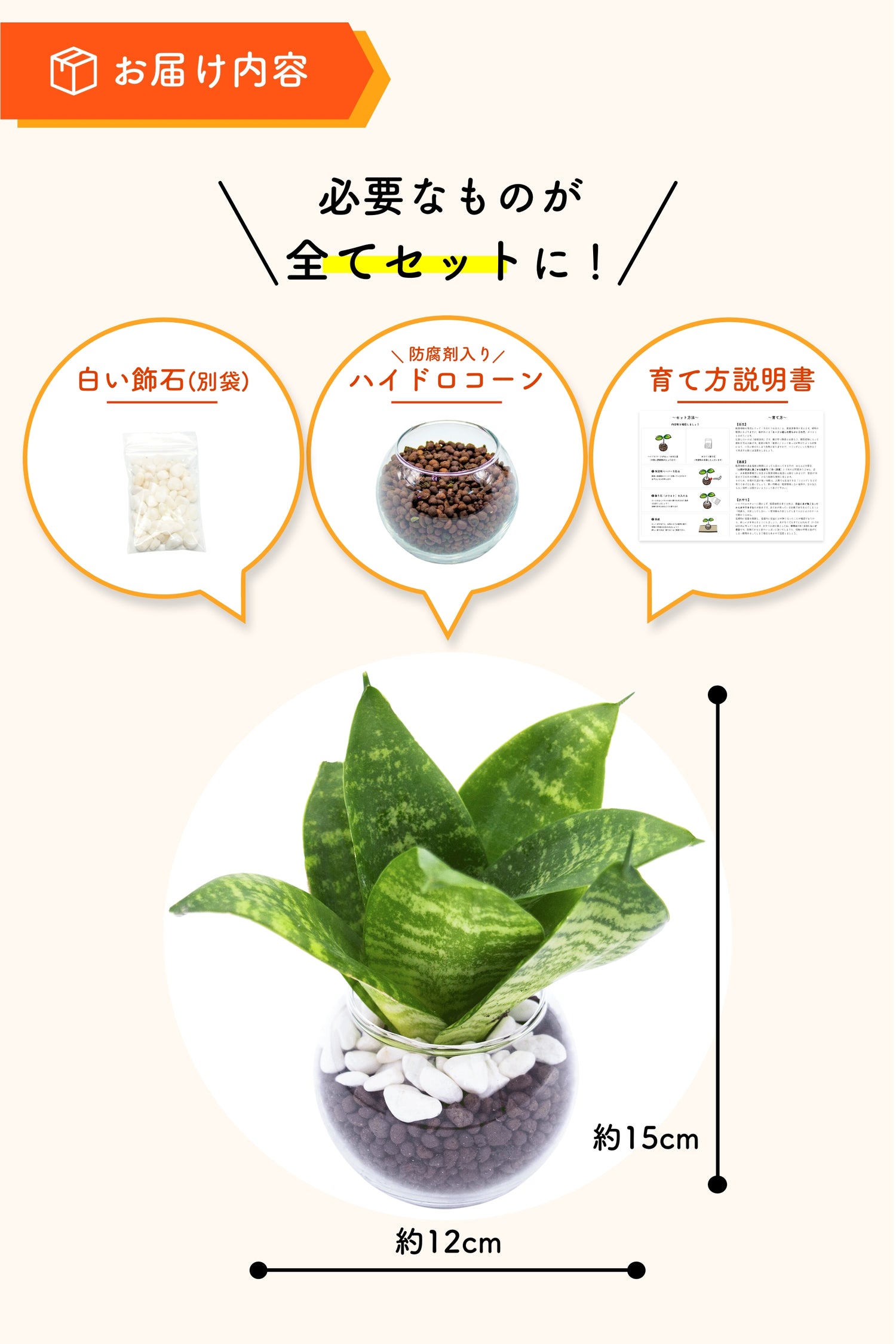 サンスベリア ハニー ハイドロカルチャー