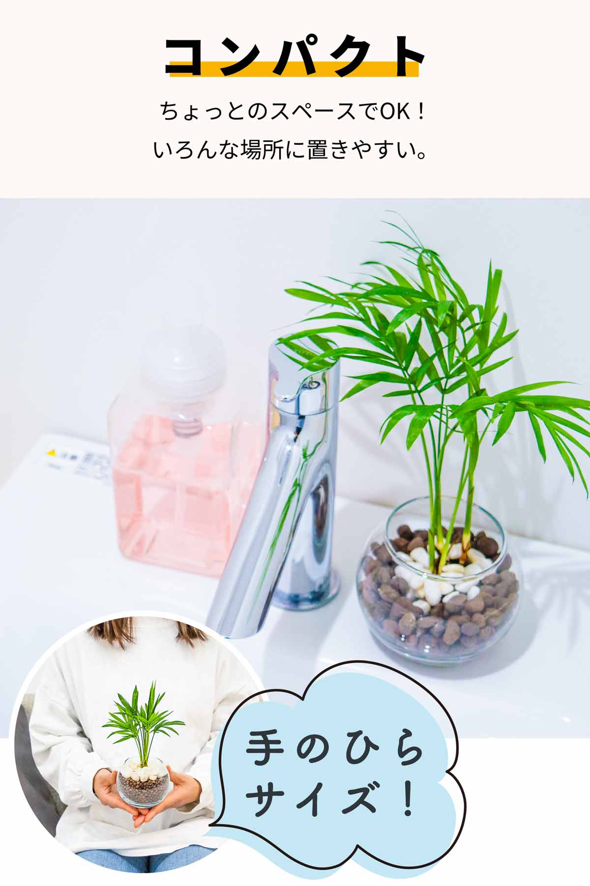 テーブルヤシ ハイドロカルチャー