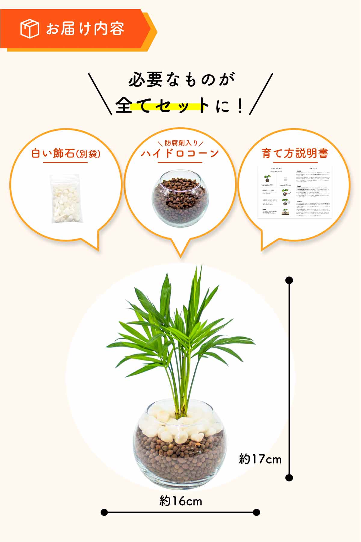 テーブルヤシ ハイドロカルチャー