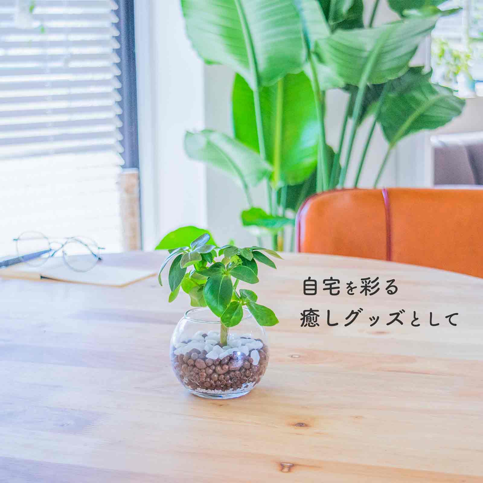 観葉植物 – miipas